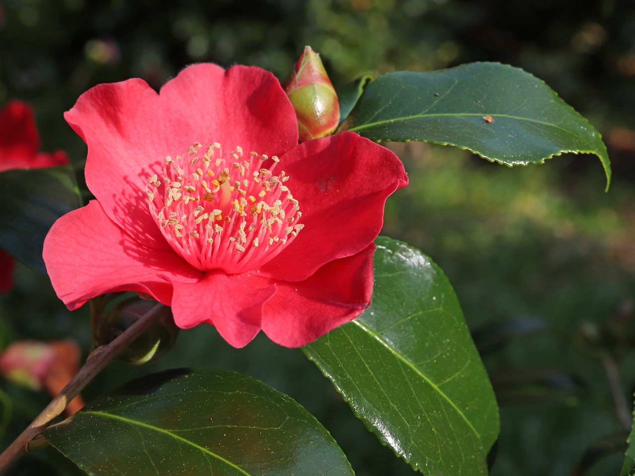C. japonica 'Takayama'